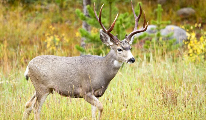Mule Deer in Rocky Mountain National Park
