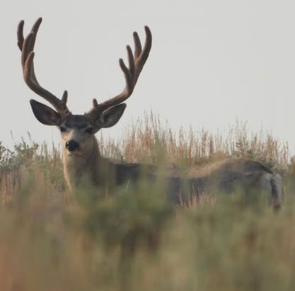 Mule Deer 2
