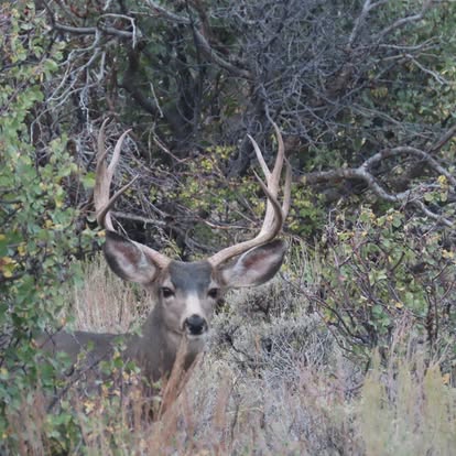 Mule Deer 4