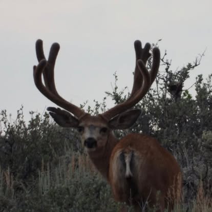 Mule Deer 6